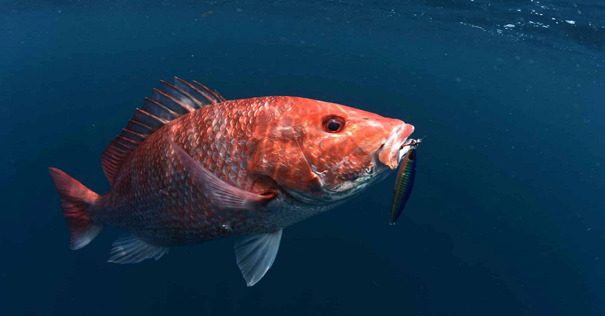 fishing guides thunderonthegulf